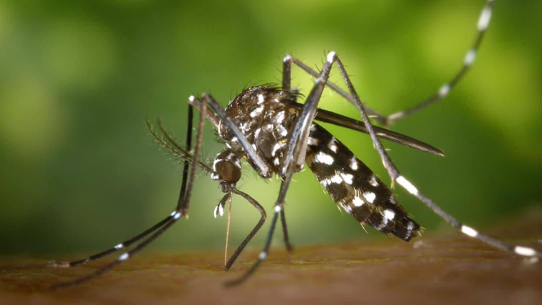 Post-Malaria Recovery — How Long Does It Take To Fully Heal? Post-Malaria Recovery — How Long Does It Take To Fully Heal?