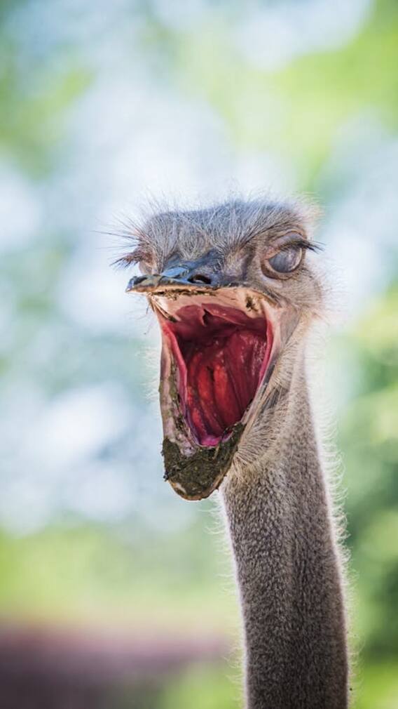 शुतुरमुर्ग को क्यों खिलाए जाते हैं पत्थर?