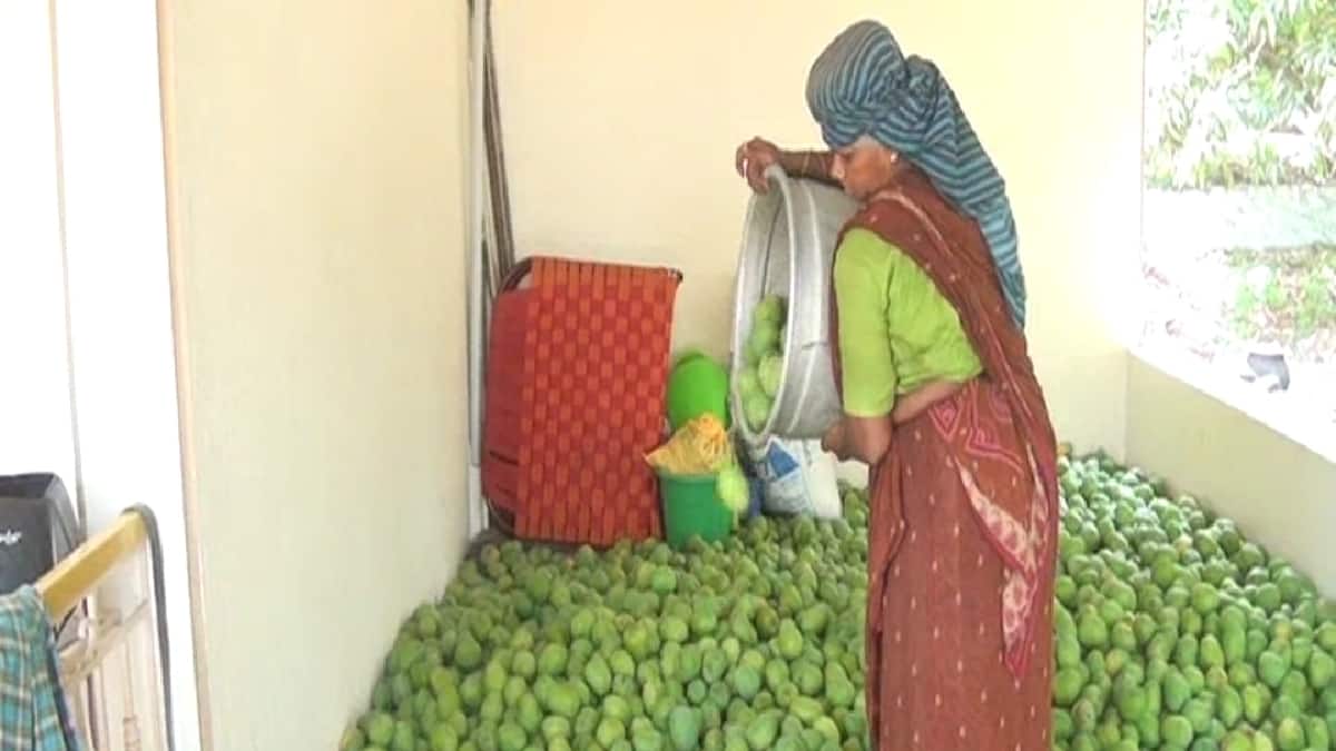 Salem Mango: ரசாயனம் கலந்து பழுக்க வைக்கப்படும் மாம்பழங்கள்... சேலத்தில் இரண்டு குடோன்களில் சீல்