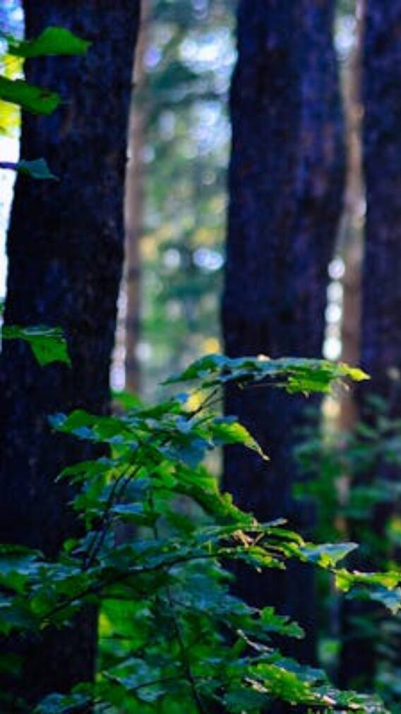 इस पेड़ को काटने पर निकलता है 'खून'?