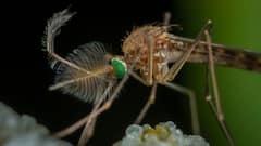 ब्लड ग्रुप से लेकर पसीने तक, मच्छरों के काटने को लेकर ये बातें नहीं जानते होंगे आप