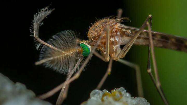 पसीने की गंध मच्छरों को अपनी ओर आकर्षित करती है. इसीलिए जिनको ज्यादा पसीना होता है, उनको मच्छार ज्यादा काटते हैं.