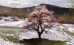 PoK 'ਚ ਜੰਮੂ ਦਾ ਜ਼ਿਆਦਾ ਹਿੱਸਾ ਜਾਂ ਕਸ਼ਮੀਰ ਦਾ ? ਹੈਰਾਨ ਕਰ ਦੇਵੇਗਾ ਜਵਾਬ