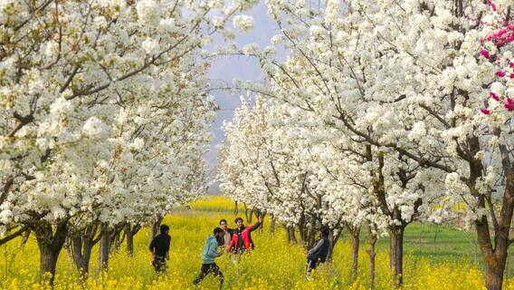 Kashmir Tourist Spots: మరిన్ని ఉగ్రదాడులకు అవకాశం, కశ్మీర్‌లో సగానికి పైగా టూరిస్టు కేంద్రాల మూసివేత