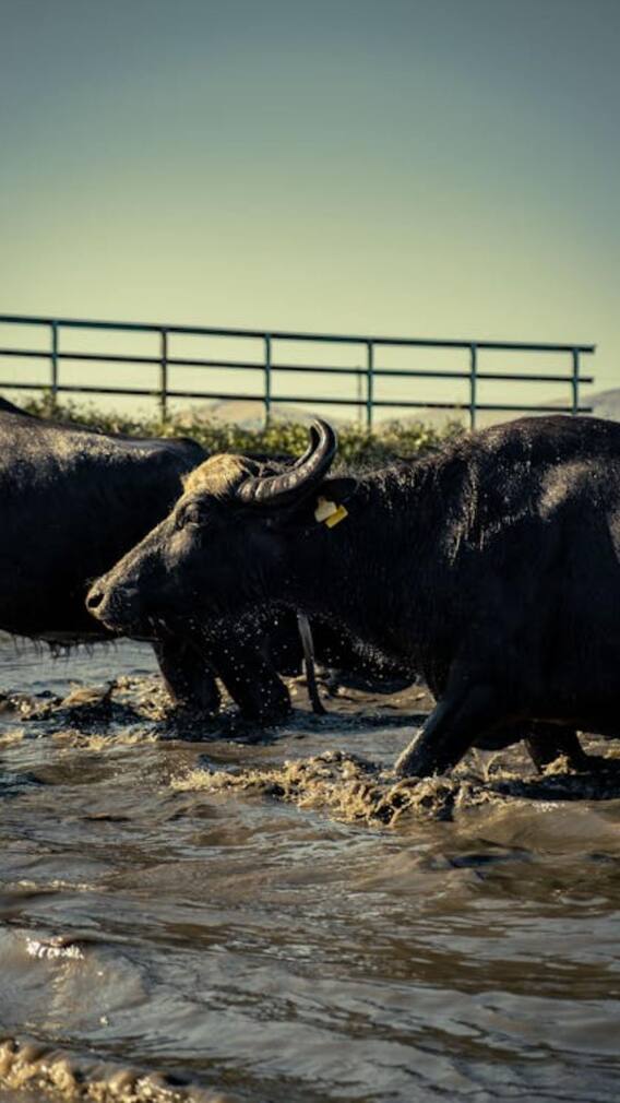 भारत से चीन कब भेजी गई थी मुर्रा भैंस?