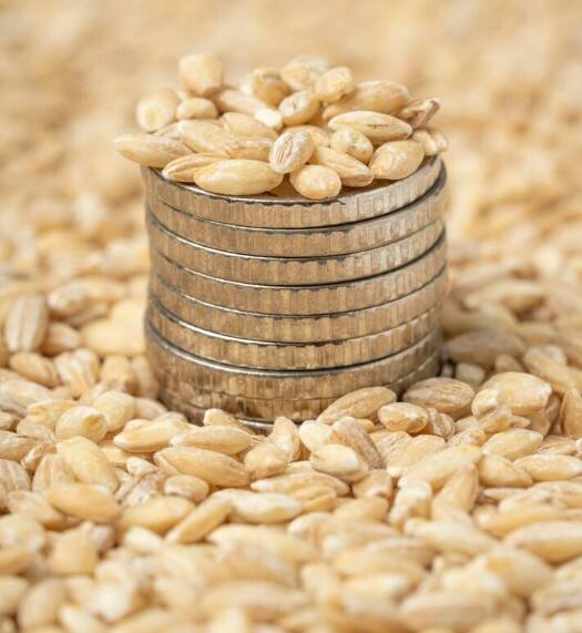 ਕਣਕ ਨੇ ਕਰਵਾਈ ਕਿਸਾਨਾਂ ਦੀ ਬੱਲੇ-ਬੱਲੇ! ਕਣਕ ਦਾ ਝਾੜ ਚੰਗਾ