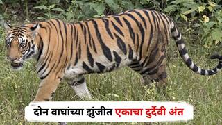 Tiger Death : दोन वाघांच्या झुंजीत एकाचा दुर्दैवी अंत, विदर्भात 4 महिन्यात 21 वाघांचा मृत्यू
