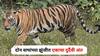 Tiger Death : दोन वाघांच्या झुंजीत एकाचा दुर्दैवी अंत, विदर्भात 4 महिन्यात 21 वाघांचा मृत्यू