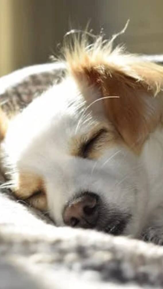 ये हैं दुनिया के सबसे आलसी कुत्ते, जो दिनभर करते हैं आराम