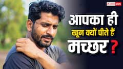 ब्लड ग्रुप से लेकर पसीने तक, मच्छरों के काटने को लेकर ये बातें नहीं जानते होंगे आप