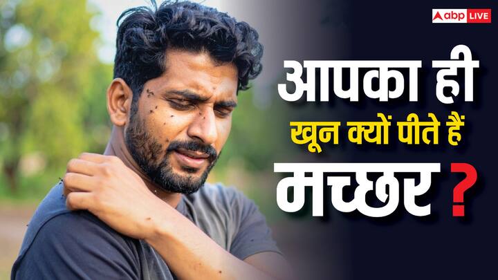 Reasons For Mosquito Bite: मच्छरों को लेकर तमाम तरह के मिथ और सत्य होते हैं. आज इस आर्टिकल में हम आपको बताने जा रहे हैं कि आखिर किन लोगों को ज्यादा मच्छर काटते हैं.