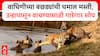 Umred National Park Tigress Cubs वाघिणीच्या बछड्यांची धमाल मस्ती, उन्हापासून वाचण्यासाठी गारेगार सोय