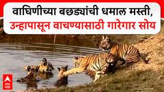 Umred National Park Tigress Cubs वाघिणीच्या बछड्यांची धमाल मस्ती, उन्हापासून वाचण्यासाठी गारेगार सोय
