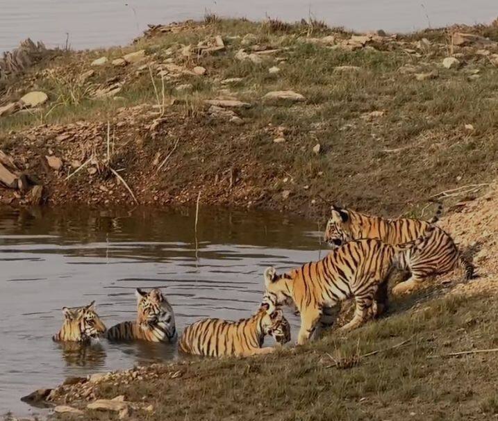 Sighting of tigres with cubs: नागपूर जिल्ह्यातील उमरेड कऱ्हांडला अभयारण्यातील F-2 वाघीण आणि तिच्या पाच बछड्यांचा तलावात पाण्यात मस्तीचे व्हिडीओ आणि फोटो सध्या सोशल मीडियावर व्हायरल होत आहे.