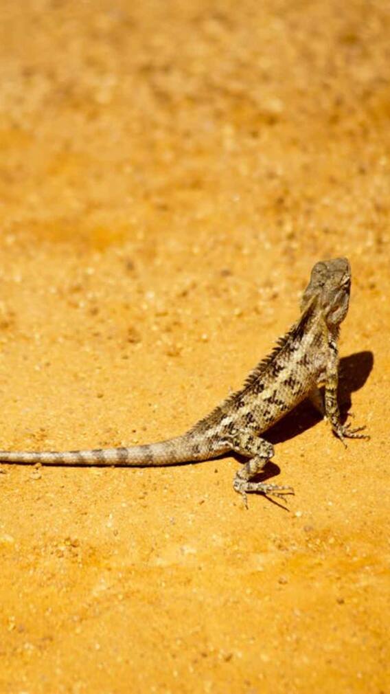 छिपकली के काटने से क्या होता है?