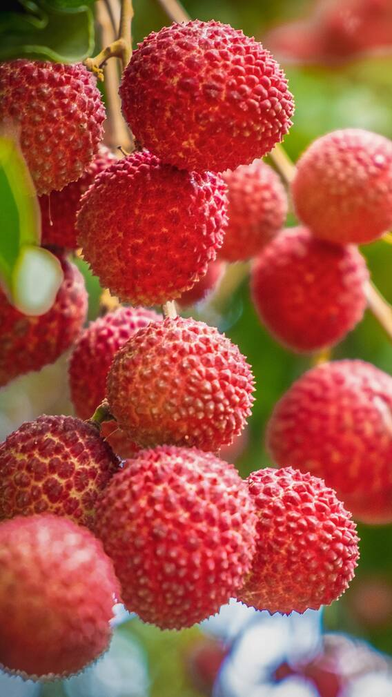 10 Health Perks Of Lychee