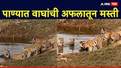 Sighting Of Tigres With Cubs: आईने दरडवल्यानंतरही बछड्यांचा पाण्यातून बाहेर येण्यास नकार; नागपूरमधील वाघांची अफलातून मस्ती, PHOTO