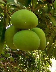 કાચી કેરી ખાવાના ફાયદા જાણશો તો ચોંકી જશો