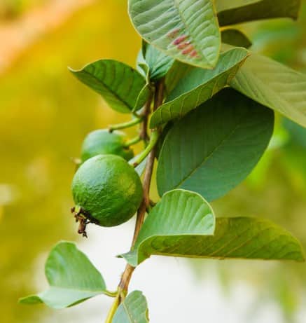 ਅਮਰੂਦ ਹੀ ਨਹੀਂ ਇਸ ਦੇ ਪੱਤੇ ਵੀ ਸਿਹਤ ਲਈ ਵਰਦਾਨ, ਸ਼ੂਗਰ ਕੰਟਰੋਲ ਕਰਨ ਤੋਂ ਲੈ ਕੇ ਵਾਲਾਂ ਦੇ ਲਈ ਲਾਹੇਵੰਦ