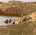 Sighting Of Tigres With Cubs: आईने दरडवल्यानंतरही बछड्यांचा पाण्यातून बाहेर येण्यास नकार; नागपूरमधील वाघांची अफलातून मस्ती, PHOTO