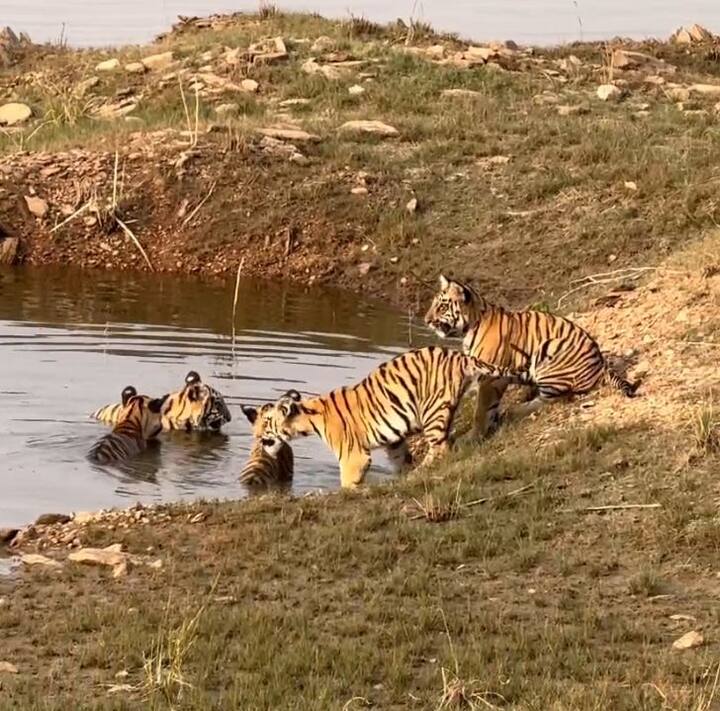 नागपुरातील वन्यजीवप्रेमी श्वेता अंबादे यांनी हा व्हिडीओ घेतला आहे. गोठणगाव गेटवर सफारी करताना त्यांनी हा व्हिडीओ चित्रित केला.