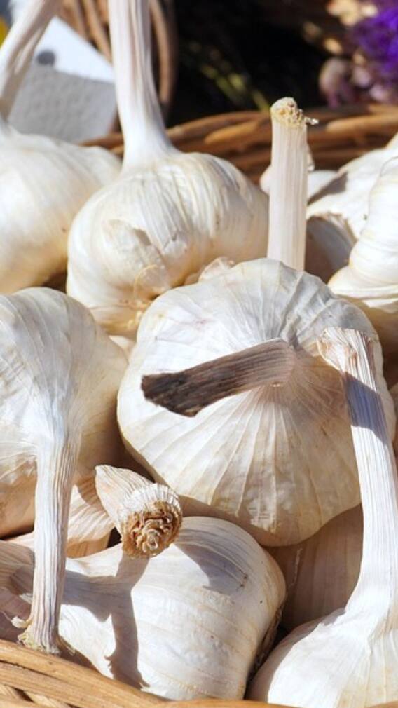 রসুনে কী উপকার ? ক্যান্সারের ঝুঁকিয়ে কমিয়ে দেয় ভিতরে উপস্থিত এই উপাদান !