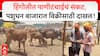 Hingoli Water Issue : हिंगोलीत पाणीटंचाईचं संकट, पशुधन बाजारात विक्रीसाठी दाखल