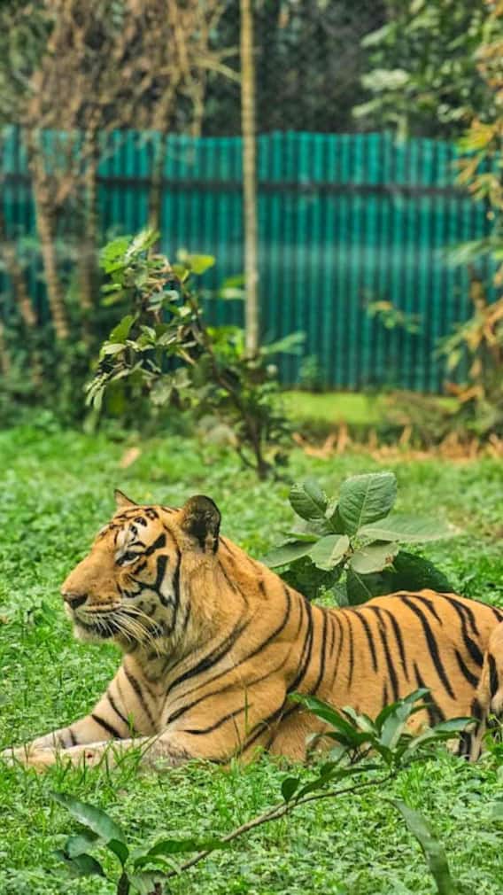 शेर या फिर बाघ, कौन ज्यादा ताकतवर?