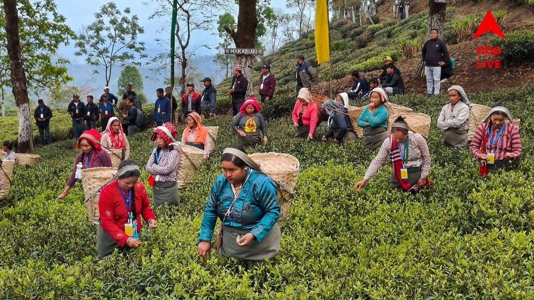Several tea gardens in North Bengal are set to open under the initiative of the state government. Tea Garden Reopen: উত্তরবঙ্গে খুশির হাওয়া, রাজ্যের উদ্যোগে এবার খুলছে একের পর এক চা বাগান
