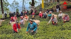 Tea Garden Reopen: উত্তরবঙ্গে খুশির হাওয়া, রাজ্যের উদ্যোগে এবার খুলছে একের পর এক চা বাগান