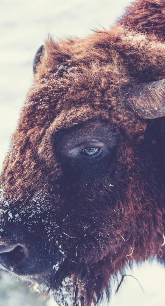 अमेरिका में सबसे ज्यादा मिलती है ये भैंस