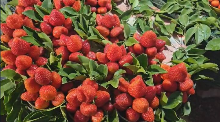 महाबळेश्वरच्या बाजारपेठेतही पर्यटकांची खरेदीसाठी, नवनवे पदार्थ चाखण्यासाठी गर्दी होत आहे.