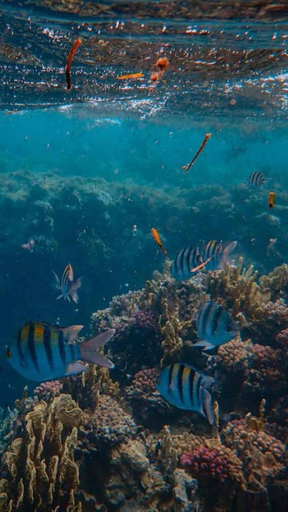 इस जीव को कहते हैं समुद्र का राक्षस