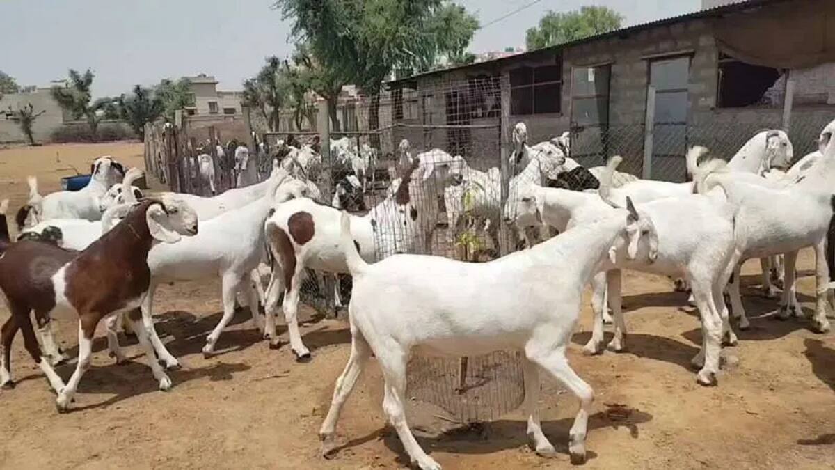சினைக் காலத்தில் ஆடுகளை முறையாக பராமரிப்பது எப்படி? கால்நடைத்துறை அதிகாரிகள் சொல்வது என்ன?