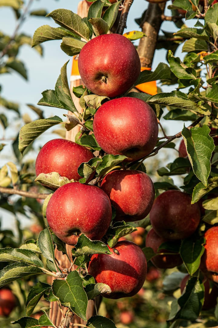 यामुळे कोलेस्ट्रॉल कमी होऊन हृदयाचे आरोग्य सुधारते. सफरचंद खाल्ल्याने शरीरात कोलेस्ट्रॉल जमा होत नाही.