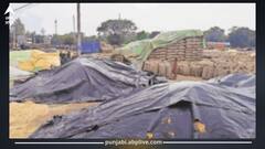 Punjab News: ਕਣਕ 'ਤੇ ਕਹਿਰ ਬਣ ਵਰ੍ਹਿਆ ਮੀਂਹ, ਕਿਸਾਨਾਂ ਦੀਆਂ ਵਧੀਆਂ ਪ੍ਰੇਸ਼ਾਨੀਆਂ, ਮੰਡੀਆਂ 'ਚ ਖੜ੍ਹਿਆ ਪਾਣੀ, ਫਸਲ ਹੋ ਰਹੀ ਖਰਾਬ