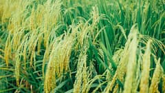 India Seeks To Strengthen Fertiliser Supply Chain With US Imports