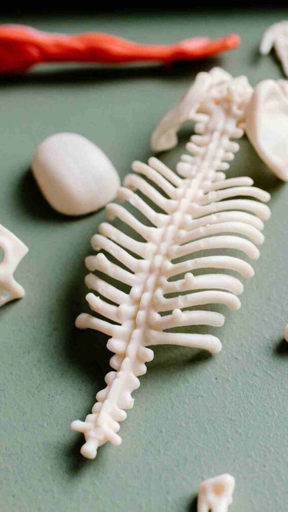 क्या वाकई स्टील से मजबूत होती है हड्डी