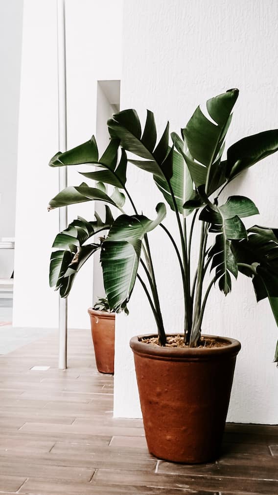 நமது வீட்டை அழகாக்கும் தாவரங்கள்!