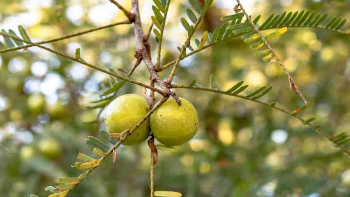आंवला- इसमें काफी मात्रा में विटामिन सी पाया जाता है. जो बालों को झड़ने और एनर्जी लेवल को सुधारने में मदद करता है. इससे थायराइड की समस्या आसानी से कंट्रोल हो सकती है.इसे रोजाना अपनी डाइट में शामिल करना चाहिए.