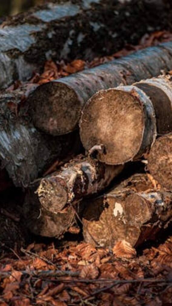 पेड़ों की लकड़ी से कैसे बनाया जाता है कागज?