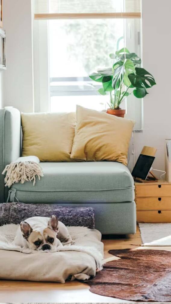 घरातील नकारात्मक ऊर्जा घालवण्यासाठी 'हे' उपाय....