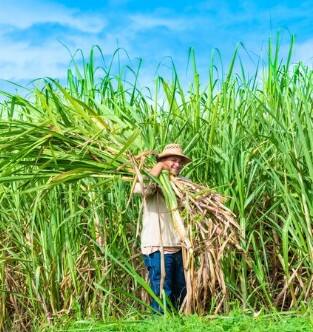 ਕੇਂਦਰ ਨੇ ਕਿਸਾਨਾਂ ਨੂੰ ਕੀਤਾ ਖੁਸ਼! ਗੰਨੇ ਦਾ ਭਾਅ 4.41 ਫ਼ੀਸਦ ਵਧਾ ਕੇ 355 ਰੁਪਏ ਪ੍ਰਤੀ ਕੁਇੰਟਲ ਕੀਤਾ