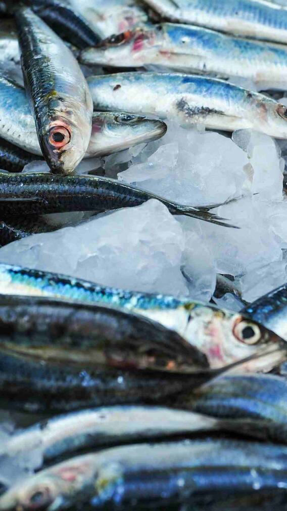 किन लोगों को कभी नहीं खानी चाहिए टूना मछली