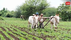 ખેડૂતો માટે મહત્વપૂર્ણ સમાચાર: ટેકાના ભાવ માટેની નોંધણીમાં ડિજિટલ ક્રોપ સર્વે અનિવાર્ય