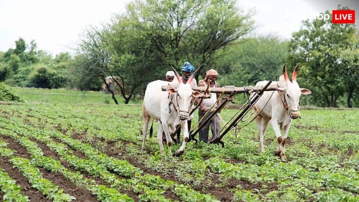 PM Fasal Bima Yojana: ਭਾਰਤ ਸਰਕਾਰ ਵਲੋਂ ਪ੍ਰਧਾਨ ਮੰਤਰੀ ਫਸਲ ਬੀਮਾ ਯੋਜਨਾ ਦੇ ਤਹਿਤ ਜੇਕਰ ਫਸਲ ਖਰਾਬ ਹੁੰਦੀ ਤਾਂ ਸਰਕਾਰ ਵੱਲੋਂ ਕਿਸਾਨਾਂ ਨੂੰ ਬੀਮੇ ਦੇ ਤੌਰ 'ਤੇ ਮੁਆਵਜ਼ਾ ਦਿੱਤਾ ਜਾਂਦਾ ਹੈ। ਜਾਣੋ ਇਸ ਨਾਲ ਕਿਸ ਨੂੰ ਫਾਇਦਾ ਹੁੰਦਾ।