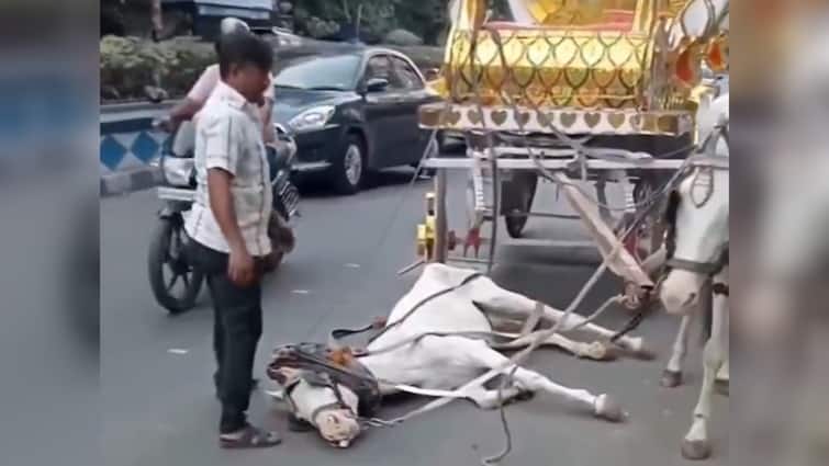 Malnourished Carriage Horse Collapses On Kolkata Street, Case Filed On PETA’s Complaint As Vide