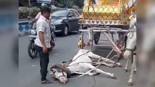 Malnourished Carriage Horse Collapses On Kolkata Street, Case Filed On PETA's Complaint As Video Goes Viral