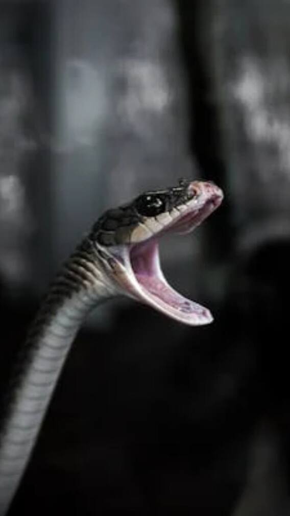 सांप के जहर से कौन-कौन सी दवाएं बनती हैं?