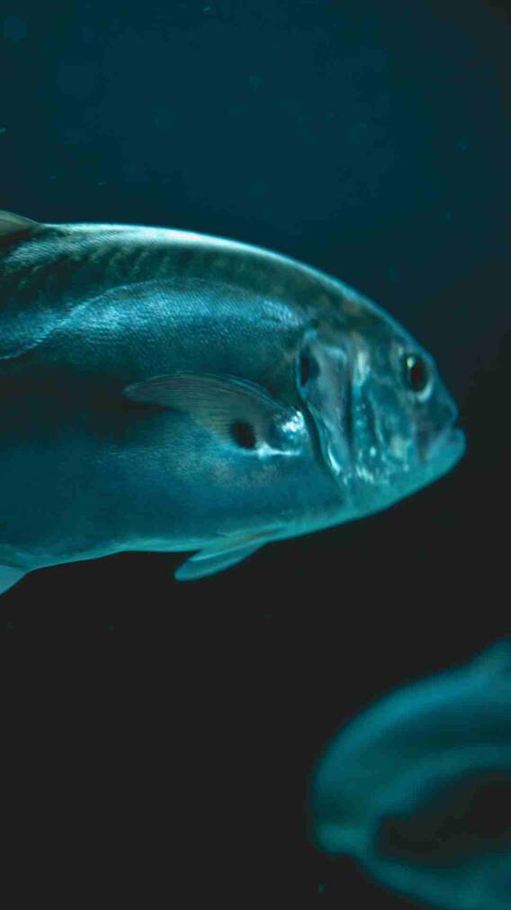 हेल्थ के लिए कितनी अच्छी होती है टूना मछली